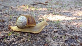 Beautiful snail slowly creeping along the sandy road in the forest. Close up view.