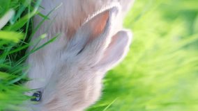 Little red-eared rabbit on the green grass, eating leaves in summer. Vertical video