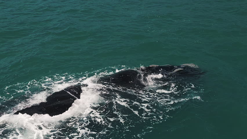 The southern right whale, Eubalaena australis swims near Brazilian shore near the town of Imbituba and exhales the air with distinct V shaped stream