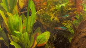 Fish, Neon Tetra Fish, Neon Fish, in Aquarium...,