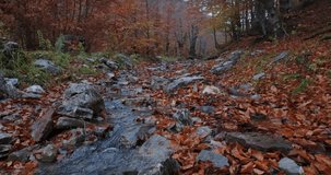 Tranquil Forest Stream Serenely Flowing Through a Picturesque Carpet of Fallen Autumn Leaves - Nature’s Symphony
