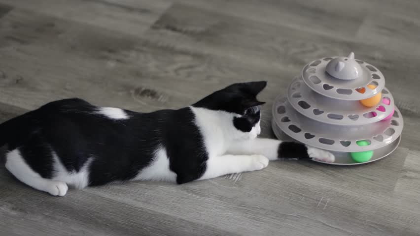 Adorable kitten playing tower of tracks cat toy inside the house, hand held shot