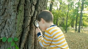 A little boy examines the bark of a tree by looking at it through a magnifying glass - Powered by Shutterstock - Get 15% off with code: PIKWIZARD15