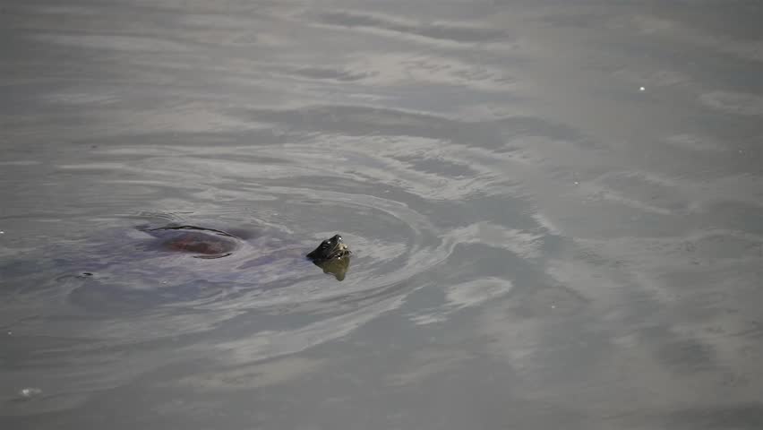 Painted turtle swims poking only head and tail out of water, slow motion