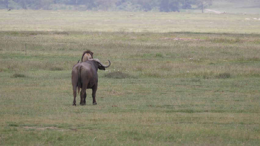 Lion and Buffalos are enemies, in the footage the Lion went a way and the buffaloes looking and expecting where he goes