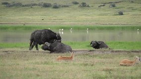 Buffalos grazing near the lake with impalas, Ngorongoro crater, Tanzania