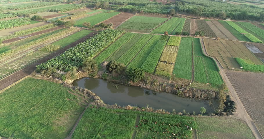 Aerial shot for The River Nile of Egypt in Cairo surrounded by the green lands of the Nile Valley beside Giza