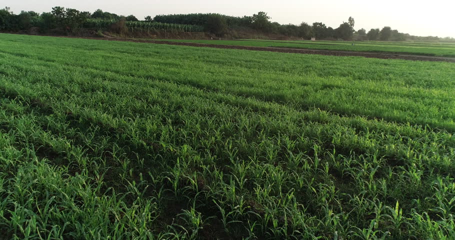 Aerial shot for green field beside The River Nile of Egypt in Cairo surrounded by the green lands of the Nile Valley beside Giza and Delta of North Egypt