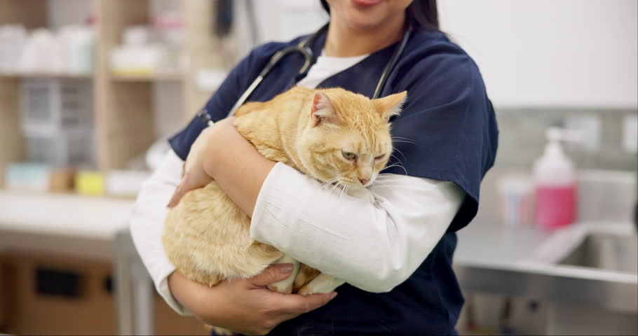 Hands, vet and woman pet cat for care, play and touch in healthcare clinic. Veterinary, cute kitty and closeup of medical professional, doctor or veterinarian working, checkup and animal treatment Royalty-Free Stock Footage #1109578783