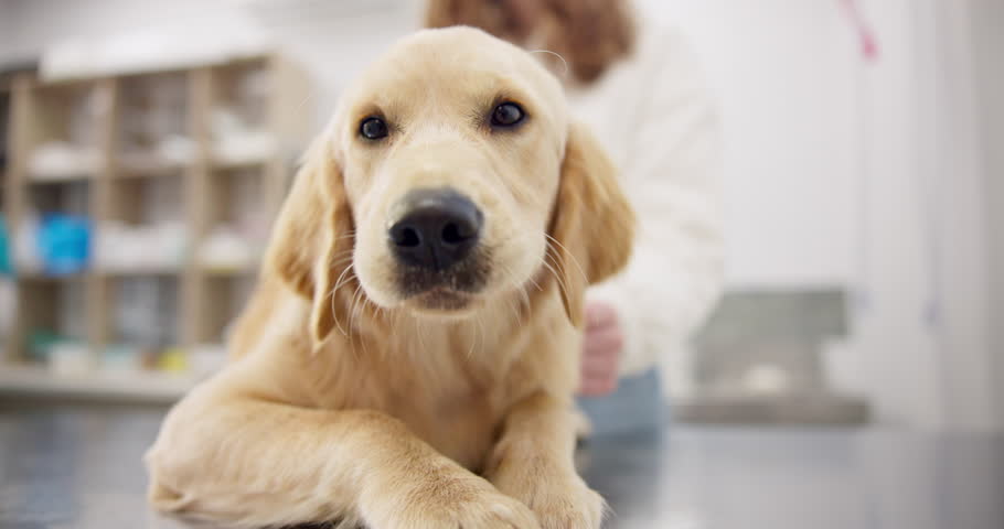 Healthcare, medical and a dog at the vet for an appointment or checkup during pet insurance assessment. Animal, diagnosis or treatment with a cute labrador puppy in a veterinary hospital advice Royalty-Free Stock Footage #1109579057