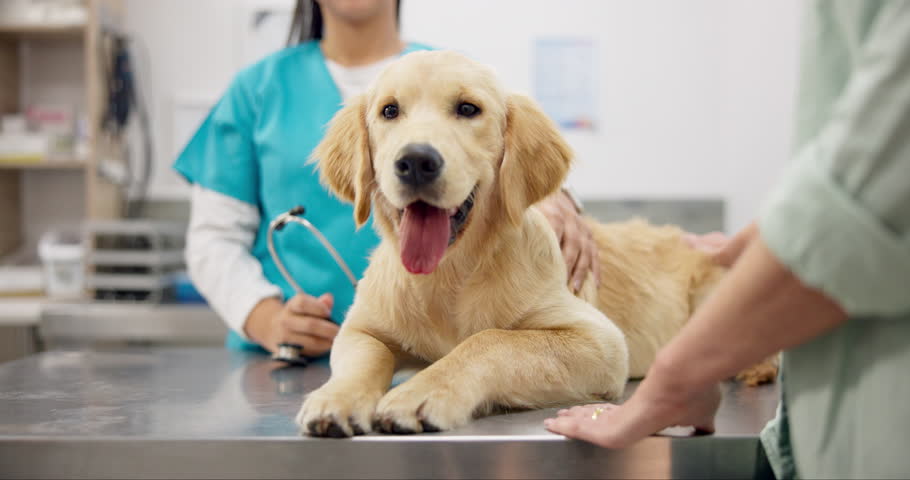 Happy dog on table with woman, animal clinic and consultation for medical advice, pet care or service. Person with female veterinarian, healthy Labrador puppy and professional help at vet or hospital Royalty-Free Stock Footage #1109579063