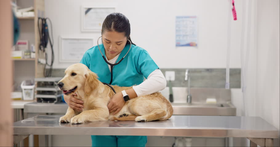 Woman vet, dog on table for hospital consultation, medical advice and pet care with stethoscope. Doctor, female veterinarian and sick Labrador puppy and professional help for checkup at animal clinic