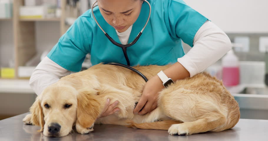 Woman doctor, vet with stethoscope and dog in consultation for medical advice, pet care and trust. Female veterinarian, sick Labrador puppy on table and professional help, check up and animal clinic. Royalty-Free Stock Footage #1109579093