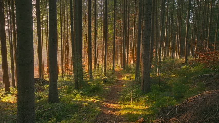Forest sunny misty autumn summer morning sunrise magic green