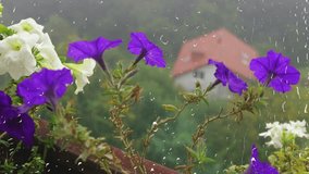 Petunia flowers against the background of morning fog and green forest through raindrops on the window. Rain outside the window and drops of water on the glass. - Powered by Shutterstock - Get 15% off with code: PIKWIZARD15