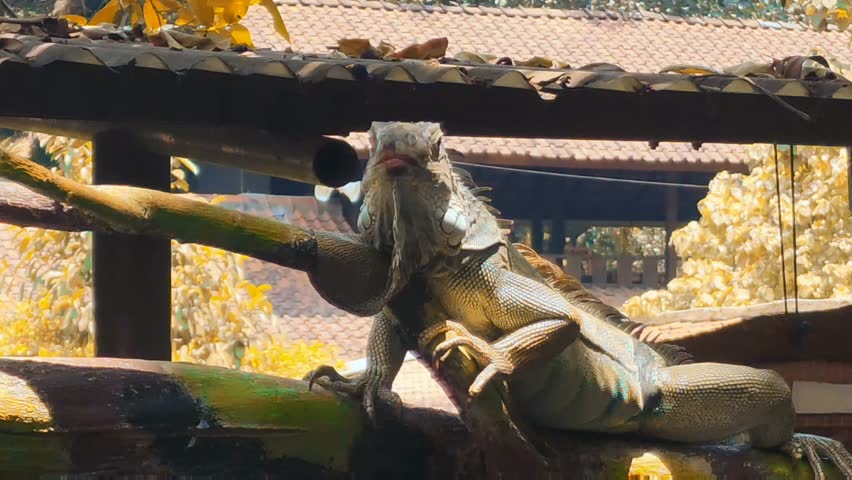 Close Up Iguana with green skin on a tree branch