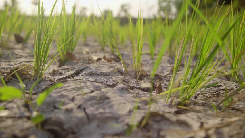 Paddy grows in dry fields land of cracked soil caused by long draught Royalty-Free Stock Footage #1109582657