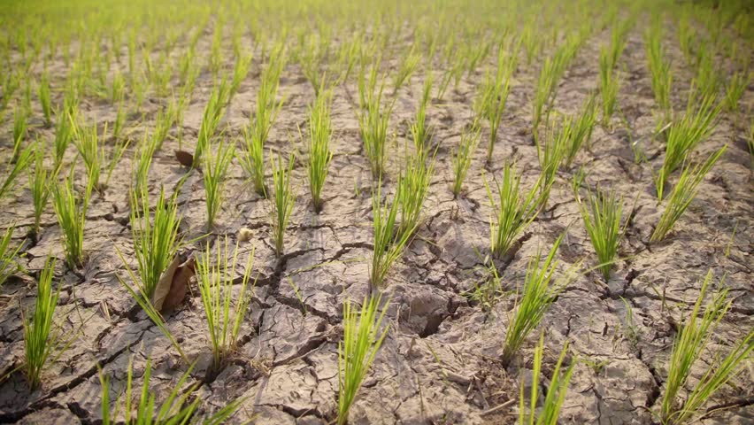 Seed of paddy lacks water in brown desiccated land with ground cracks Royalty-Free Stock Footage #1109583253