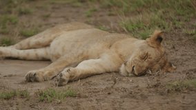 Lioness sleeping in Queen Elizabeth National Park in Uganda, Africa. Close-up