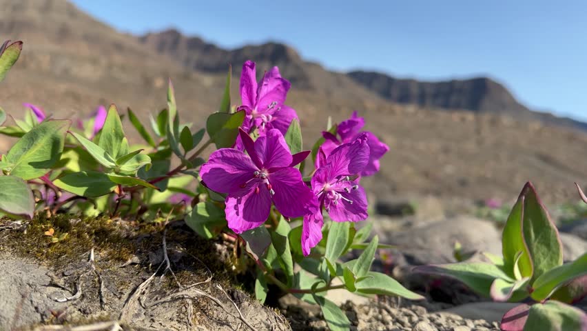 Close-up shot of Dwarf Fireweed (Chamerion latifolium) the national flower of Greenland. Terrassevig, Scoresbysund.