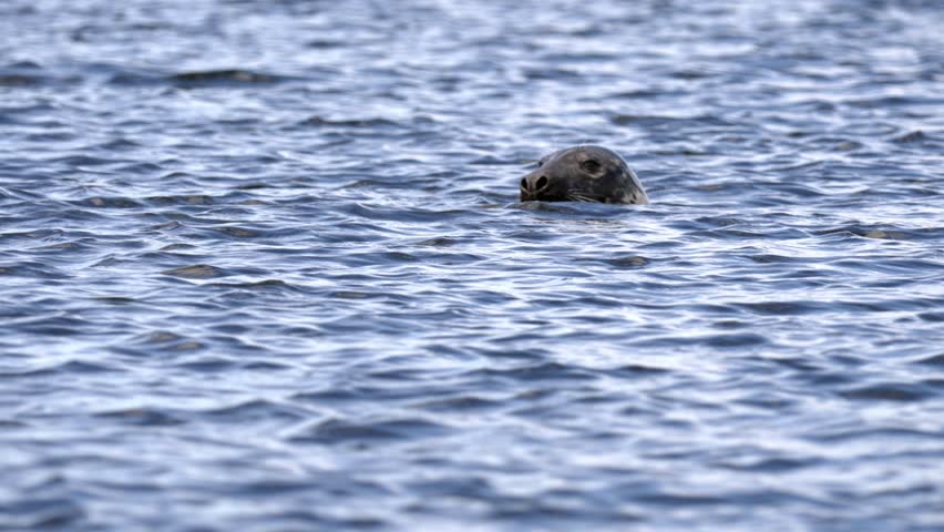 Slow motion, lone seal pokes head out of water watching and observing