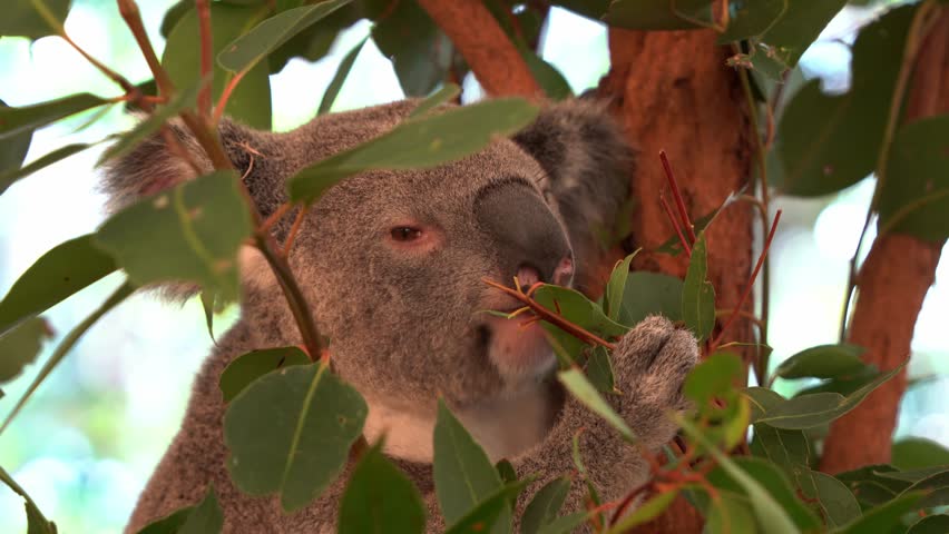Close up head shot of a little fussy eater, cute koala, phascolarctos cinereus perched on the tree, delicately sniffed and picked at the eucalyptus leaves before eating the selected foliage.