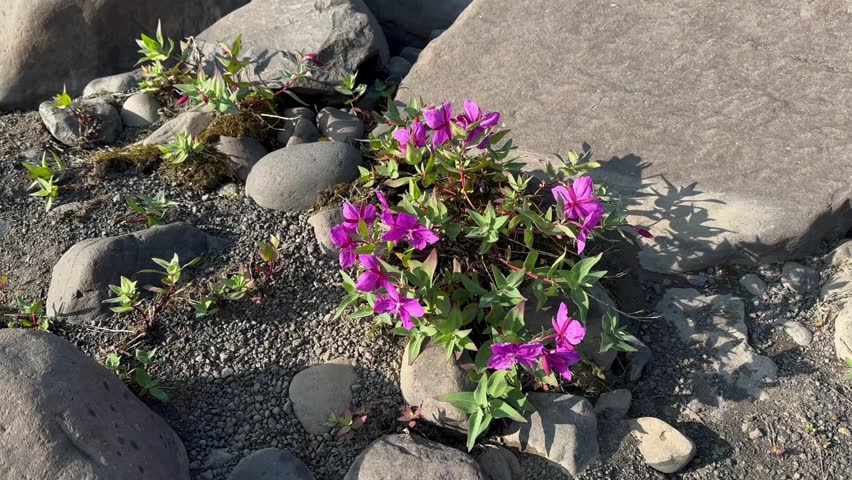 Dwarf Fireweed (Chamerion latifolium) the national flower of Greenland. Terrassevig, Scoresbysund.