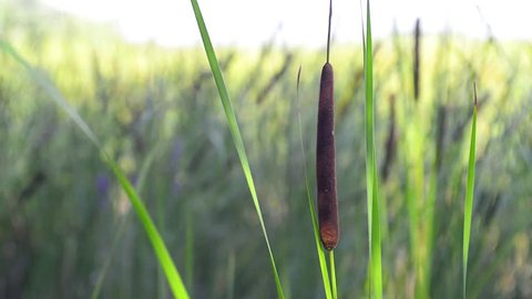 Detail of Typha Latifolia reed flower moved by the wind close to the Dnieper river in summer