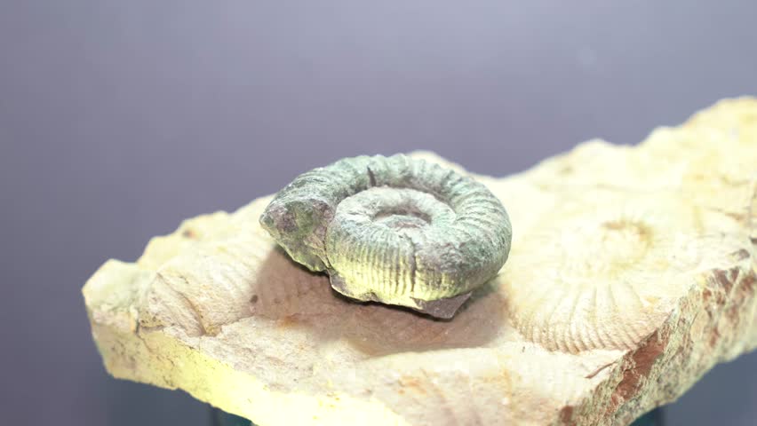 Ammonite is a fossilized squid, 4k