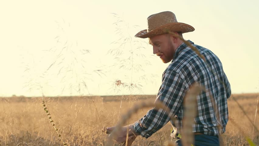 Horizontal shot. Agriculture worker holding scythe and mowing wheat. Farmer wearing checkered shirt and working at rye field. Experienced farmer in straw hat harvesting at barley field.