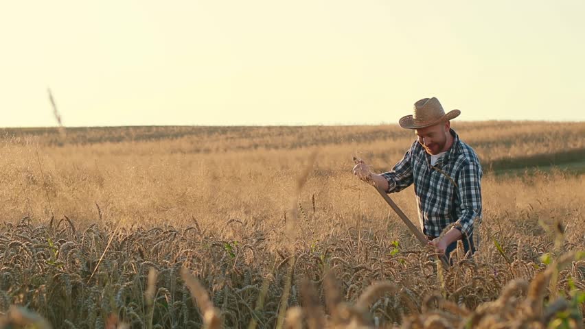 Horizontal shot. Agriculture worker holding scythe and mowing wheat. Farmer wearing checkered shirt and working at rye field. Field covered with ears of wheat. Diversity of professions.