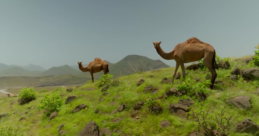 In Dhofar Province lush green plains offer a pastoral scene unique to Oman These meadows are home to camels grazing peacefully against the backdrop of rolling hills The verdant landscape is a testamen Royalty-Free Stock Footage #1109589835