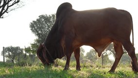 HQ video clip of a brahman adult brown color Gir bull, imposing breeder for meat production grazing in the farmland