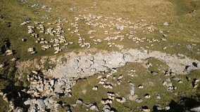 Aerial drone footage of a flock of sheep on a mountain grazing. Flock of sheep runs on an autumn pasture. Animals graze on grassy meadow running past high mountain range. Bucegi Mountains, Romania.