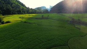 Aerial view of green rice during sunset
