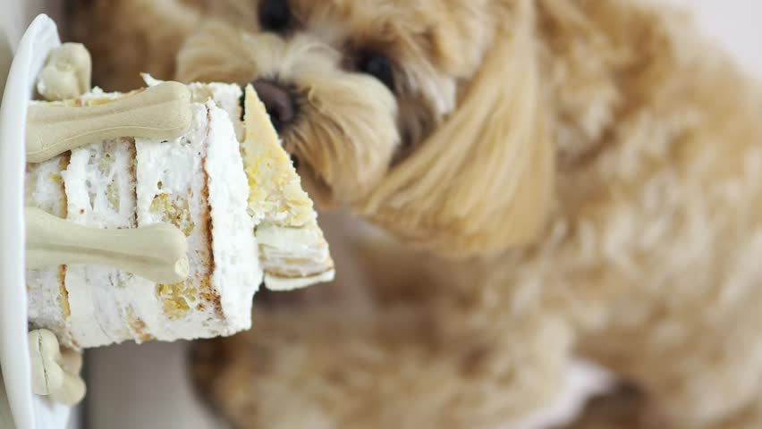 Dog with birthday cake. Birthday of a Maltipoo dog. Happy dog eats delicious cake. Holiday celebration concept. Dog's birthday. Cake for a pet in the form of meat bones. Pet Anniversary Home Party Royalty-Free Stock Footage #1109608771