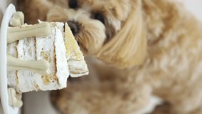 Dog with birthday cake. Birthday of a Maltipoo dog. Happy dog eats delicious cake. Holiday celebration concept. Dog's birthday. Cake for a pet in the form of meat bones. Pet Anniversary Home Party