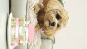 Birthday of a Maltipoo dog. A happy dog is waiting for a delicious dog birthday cake. Family home party for your pet. Love and care for animals. Vertical video with a dog.