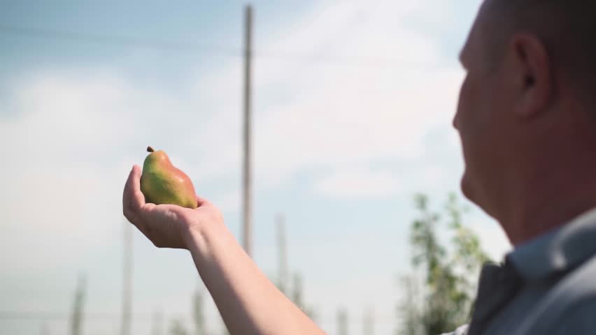 An adult farmer inspects the pear crop at the fruit farm.