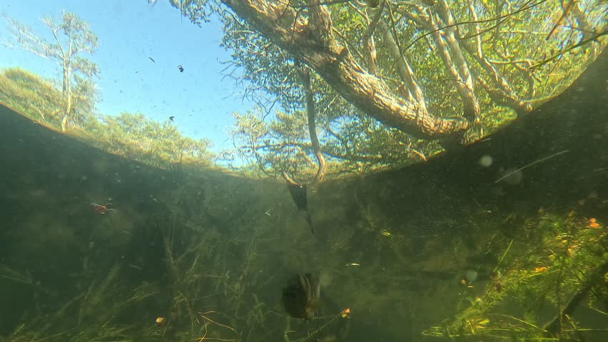 Capture the elusive black bass in its natural habitat from a unique below-angle perspective. Filmed under the shelter of submerged trees. For more similar underwater shots, check out my gallery.