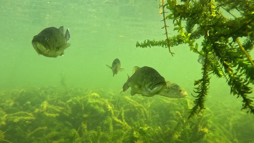 Experience the intimacy of a black bass family, curiously eyeing the camera from the shadow of a submerged branch. Perfect for nature and aquatic themes. For more, visit my gallery.