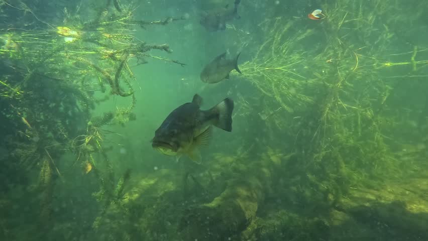 Witness a captivating moment as a pair of black bass gaze into the camera from their nest. Ideal for nature documentaries and aquatic projects. For more unique underwater footage, check out my gallery