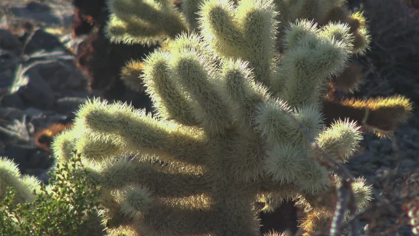 Оpuntia bigelovii (Teddy Bear Cholla), in the Cholla Cactus Garden Joshua Tree, CA