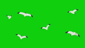 Green screen flock of small birds.  Very cool for video editing material.