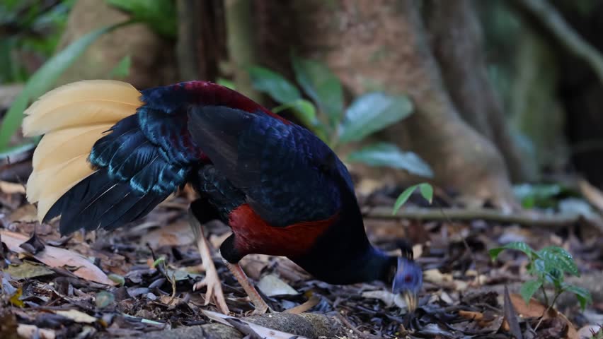 A magnificent Bornean Crested Fireback, scientifically known as Lophura ignita, stands proud in the dappled sunlight of the Bornean rainforest