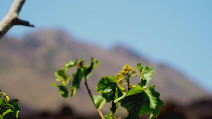 Plants that live at the foot of Mount Batur on coral rocks