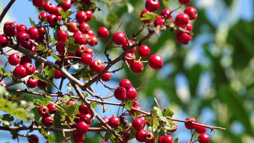  red fruits at the hawthorn in the natue in autumn