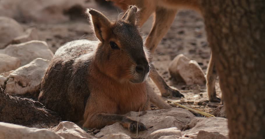 Patagonian Mara Dolichotis patagonum lying on the rocks near the tree slow motion 4k video 120 fps