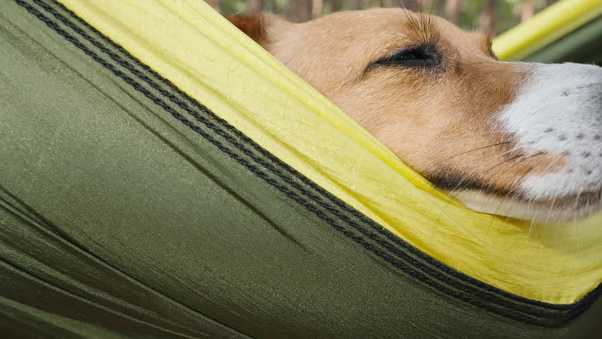 Dog close up in hammock sleeps relaxing in nature at camping woman hugs strokes swinging Jack Russell Terrier with love. Taking care of pets. Love for animals, friendship, happiness concept. Travel Royalty-Free Stock Footage #1109624651
