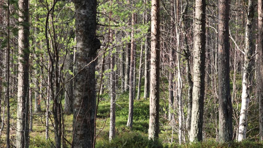 Inari, Finland A view of a birch and pine forest in Finnish Lapland. 